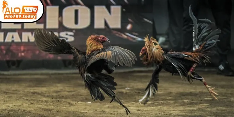 Bí quyết cá cược đá gà Alo789 hiệu quả cho người mới