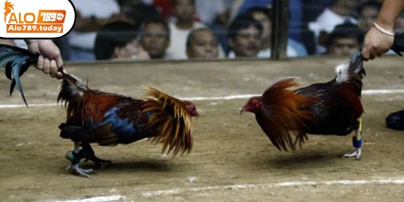 Luật chơi và nguyên tắc tham gia đá gà cựa tròn