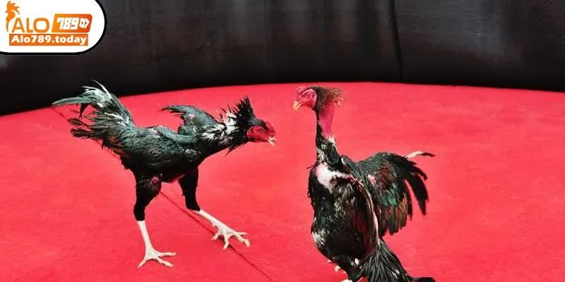 Những sản phẩm đá gà trực tiếp C1 bạn không nên bỏ qua